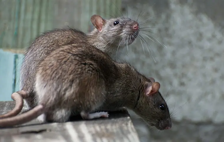 HomeShield Pest Control
