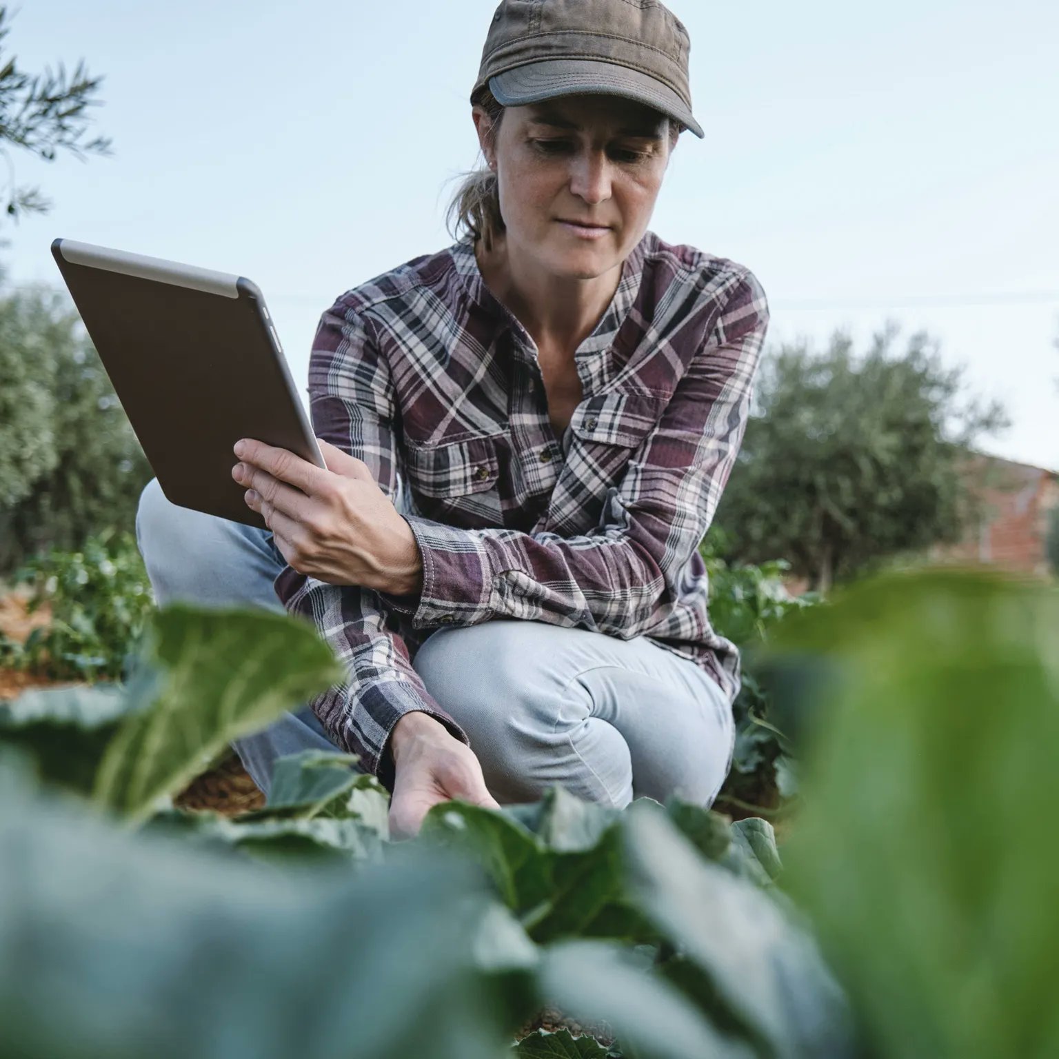 AI and Data Science working at the heart of the global food supply chain