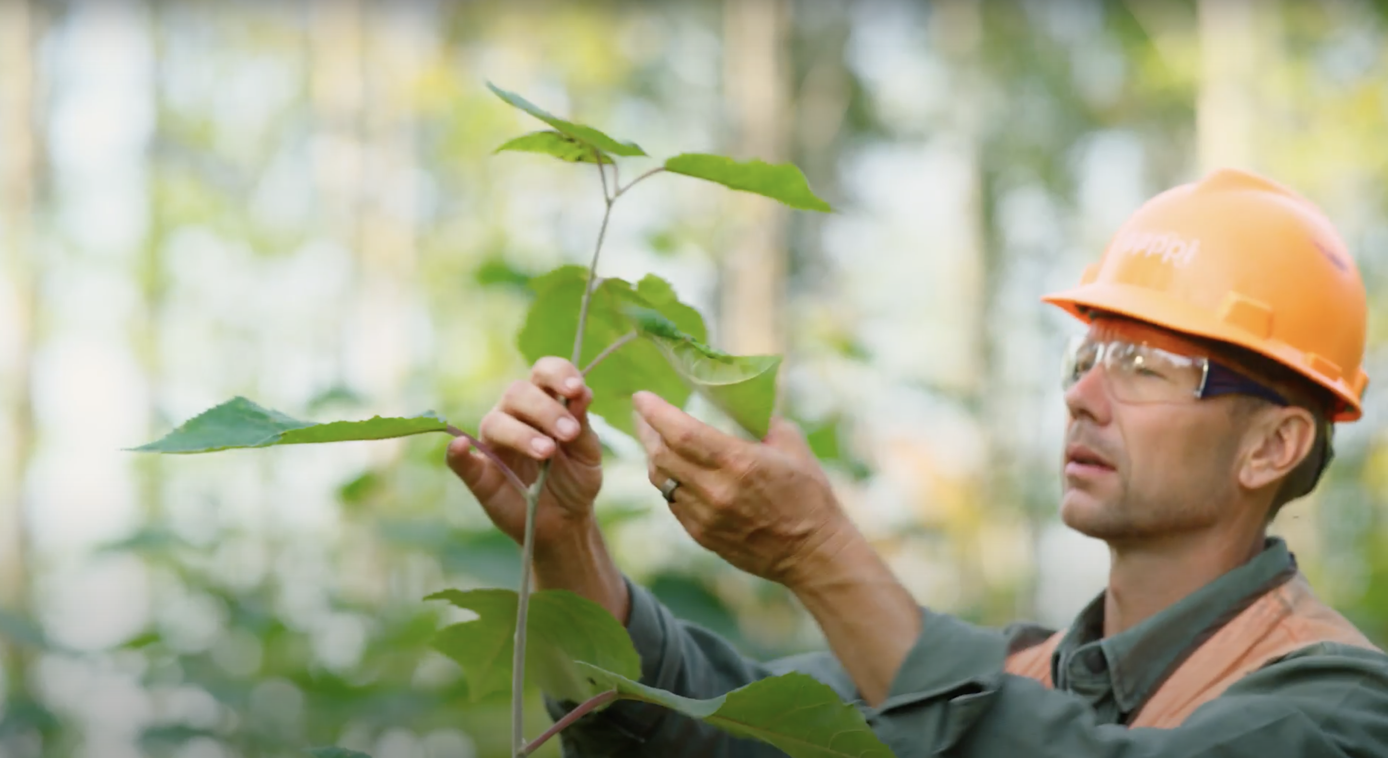 Sappi's Sustainable Legacy: The Transformative Power of Trees